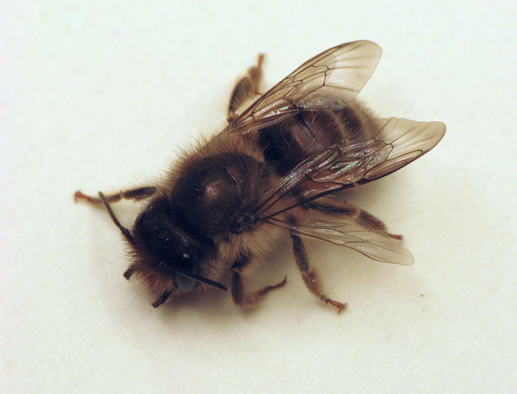 Image of Hornfaced Bee