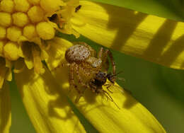 Image of common crab spider