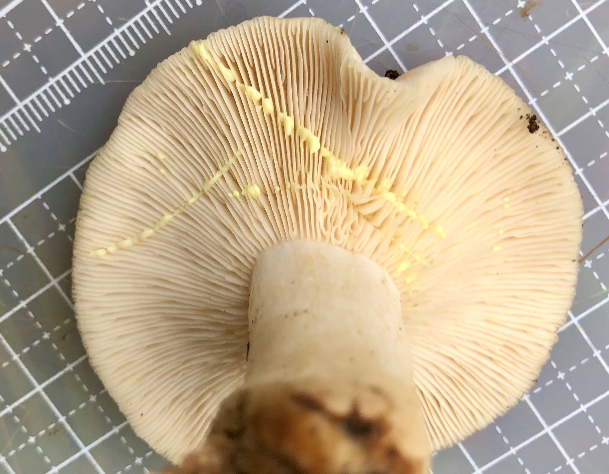 Image of Lactarius chrysorrheus Fr. 1838