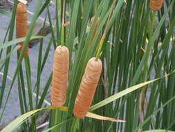 Image of southern cat-tail