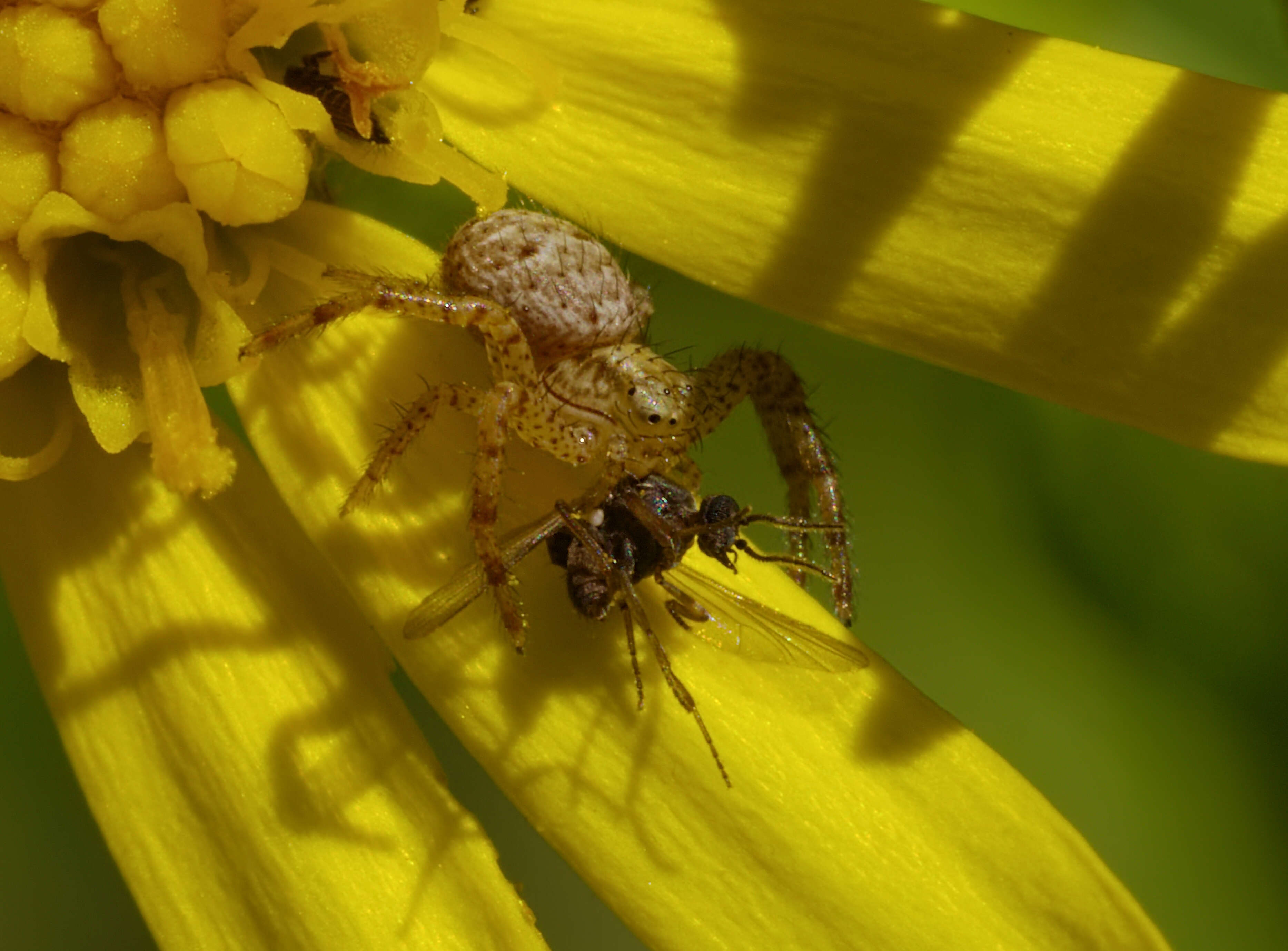 Image of common crab spider