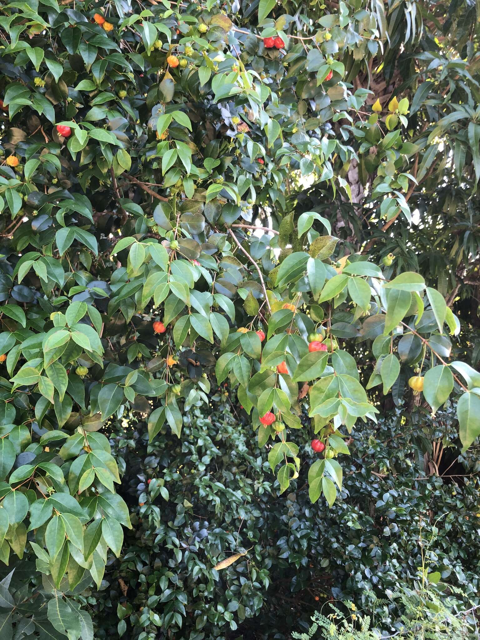 Image of Surinam cherry