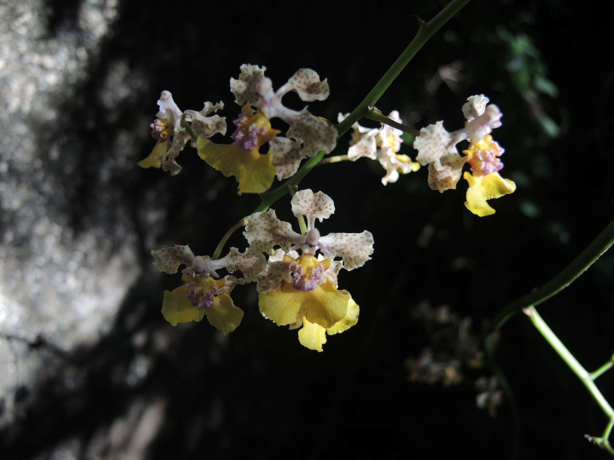 Image of Trichocentrum andreanum (Cogn.) R. Jiménez & Carnevali