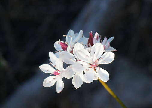 Image of Burchardia umbellata R. Br.