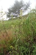 Image of Inula linariifolia Turcz.
