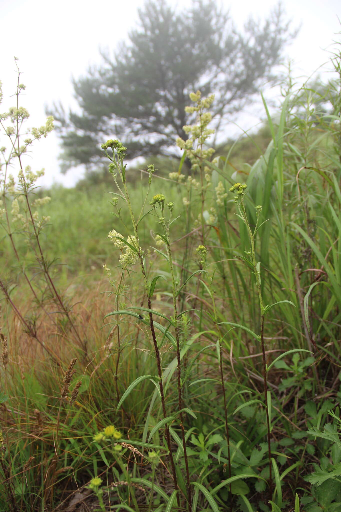 Imagem de Inula linariifolia Turcz.