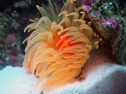 Imagem de Dendrophyllia de Blainville 1830