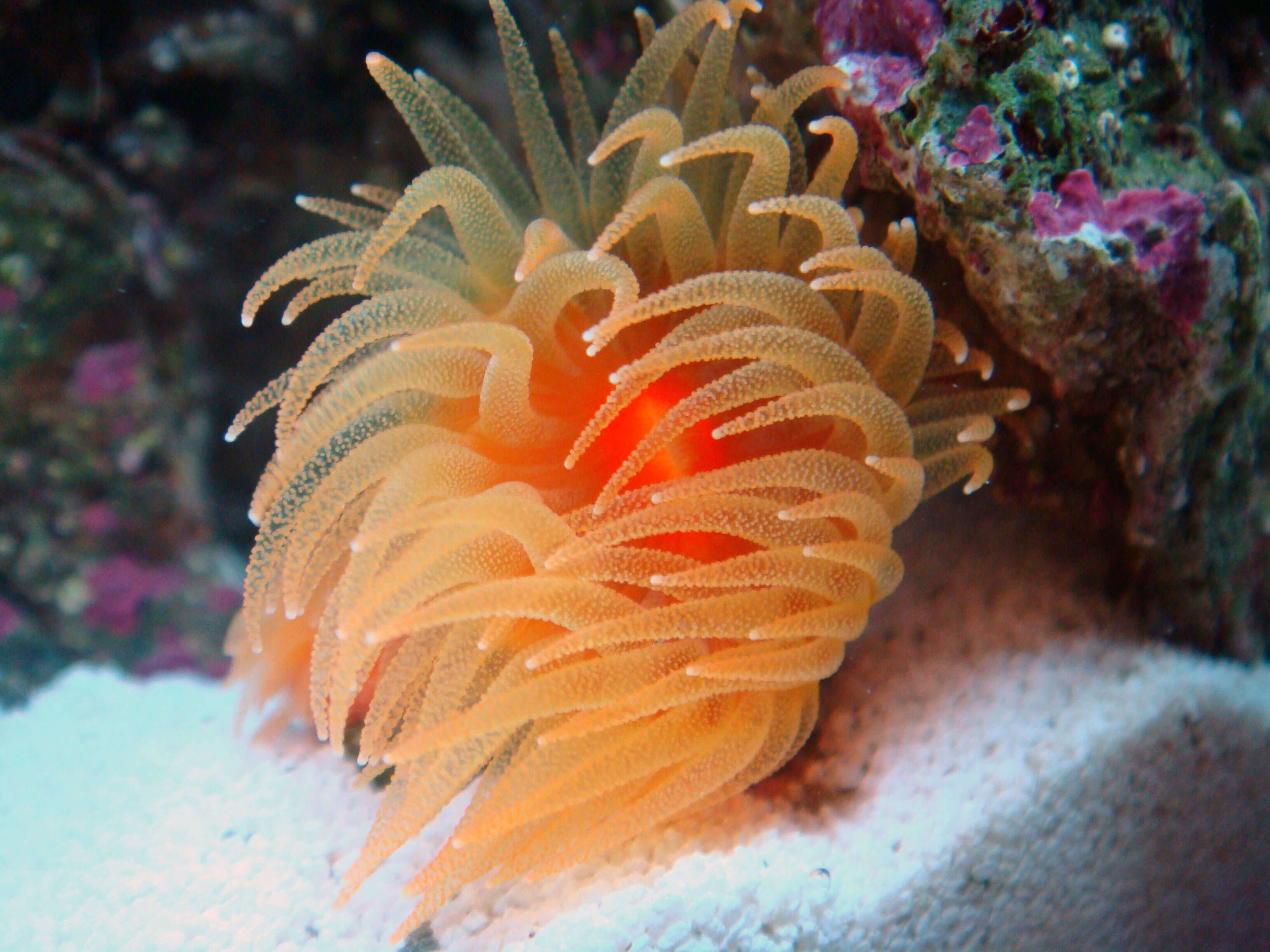 Image of Dendrophyllia de Blainville 1830