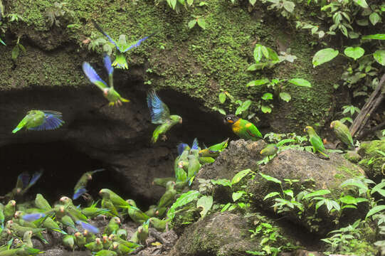 Image of Scarlet-shouldered Parrotlet