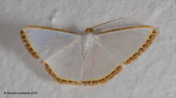 Image of Leuciris fimbriaria Stoll 1781