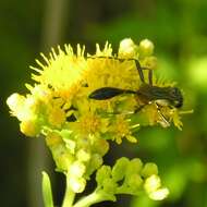 Image of Ammophila nigricans Dahlbom 1843