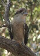 Image of Kookaburra