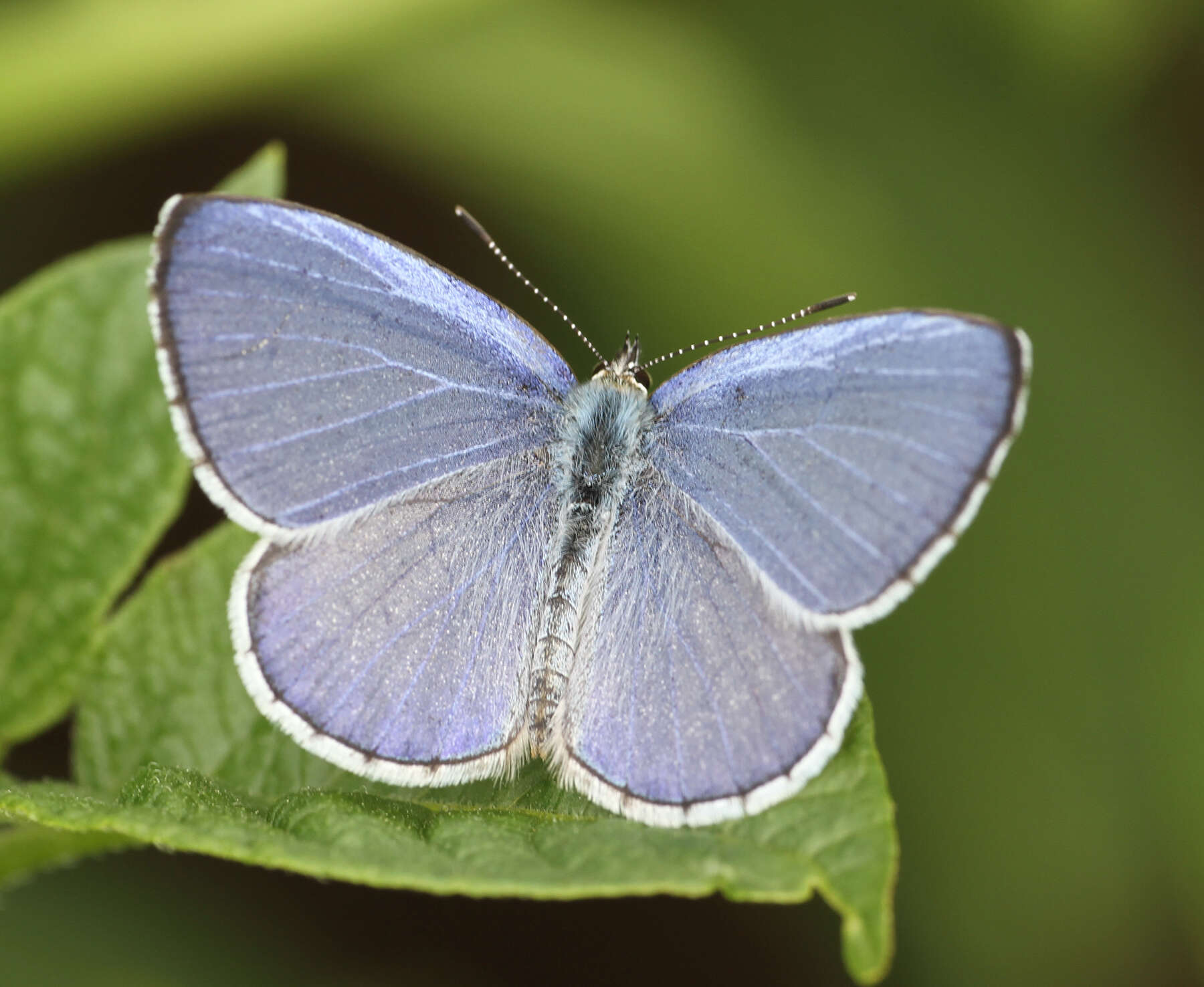 Image of Celastrina gigas (Hemming 1928)