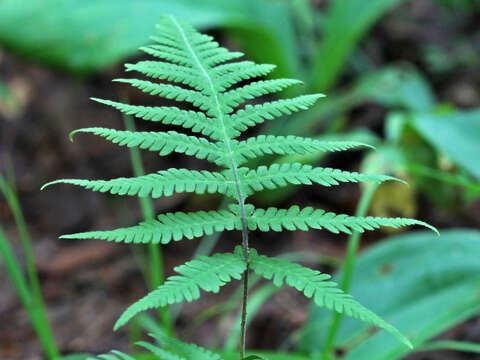 Image of Beech Fern