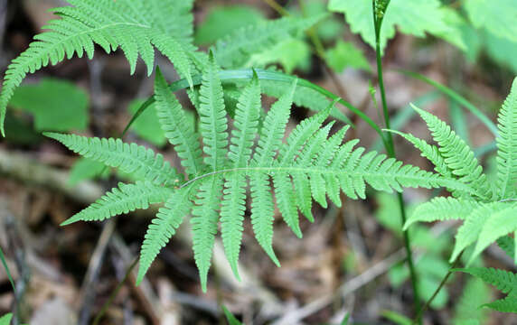 Image of Beech Fern