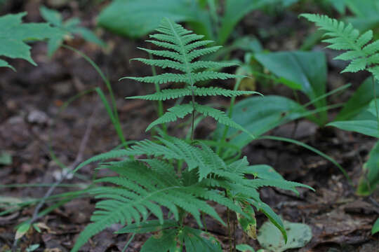 Image of Beech Fern