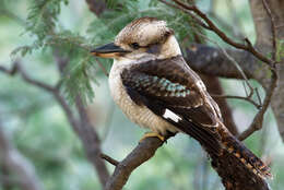 Image of Kookaburra