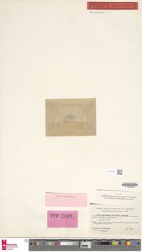 Image of Myriogramme