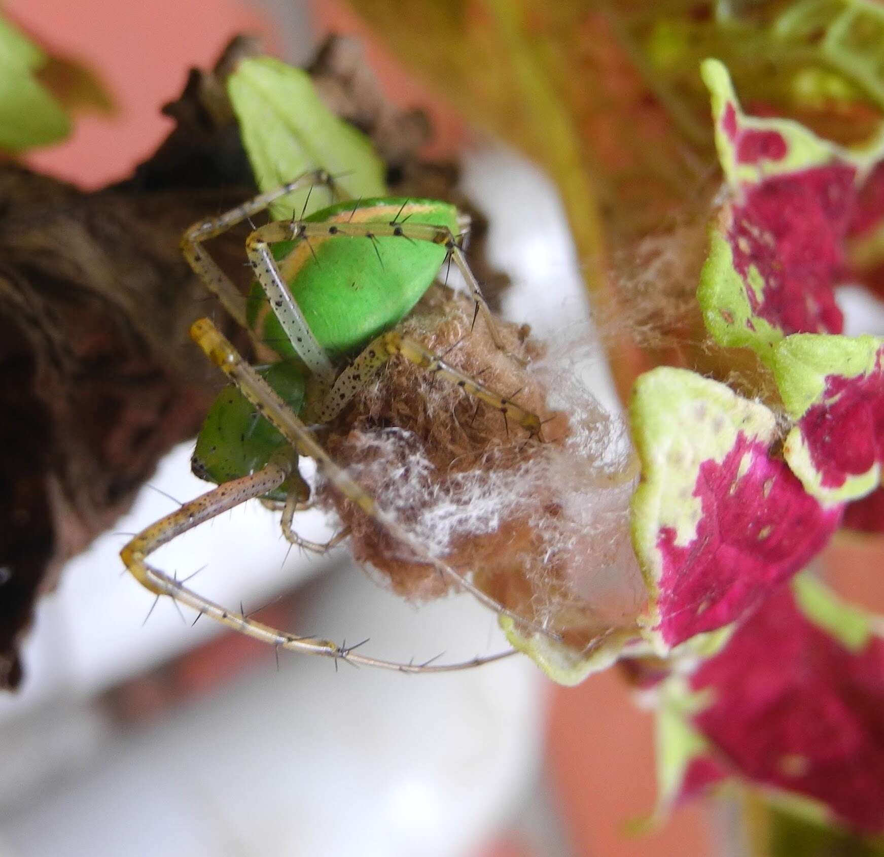 Image of Peucetia viridana (Stoliczka 1869)