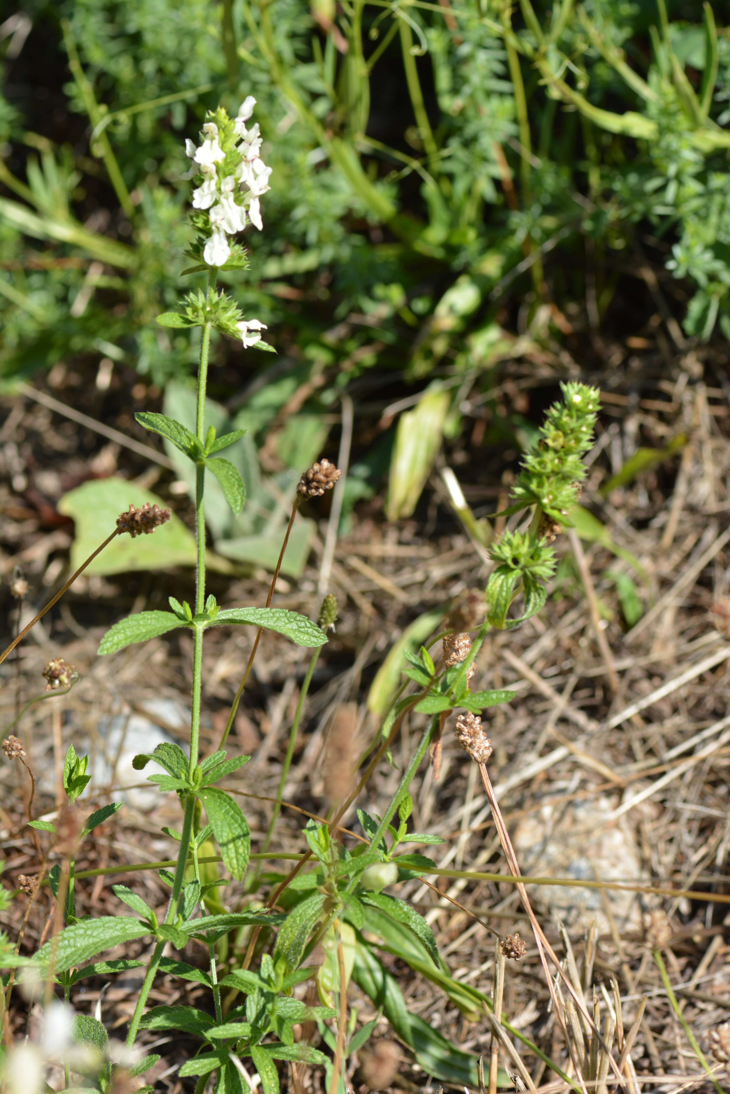 Image of stiff hedgenettle