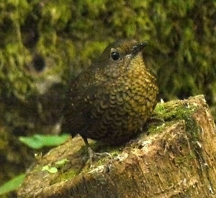 Image of Pygmy Cupwing