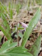 Image of Minnesota fawnlily