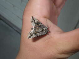 Image of Alfalfa Looper Moth