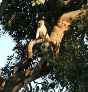 Image of Vervet Monkey