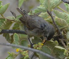 Image de Certhidea fusca mentalis Ridgway 1894