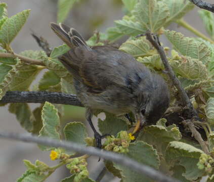 Image de Certhidea fusca mentalis Ridgway 1894