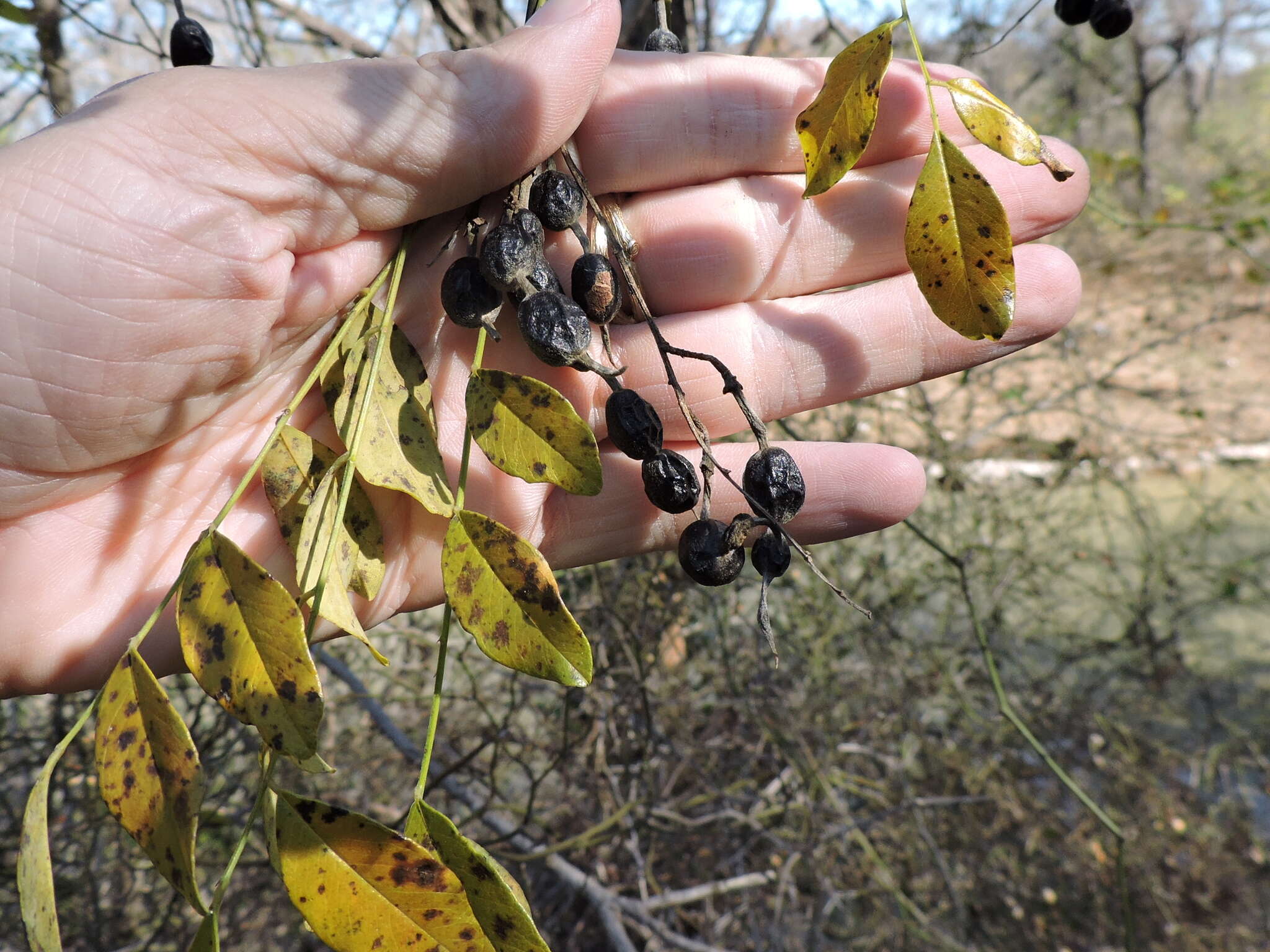 Image of Eve's necklacepod