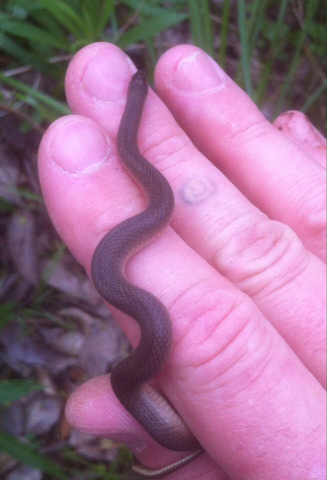 Image of Rough Earth Snake