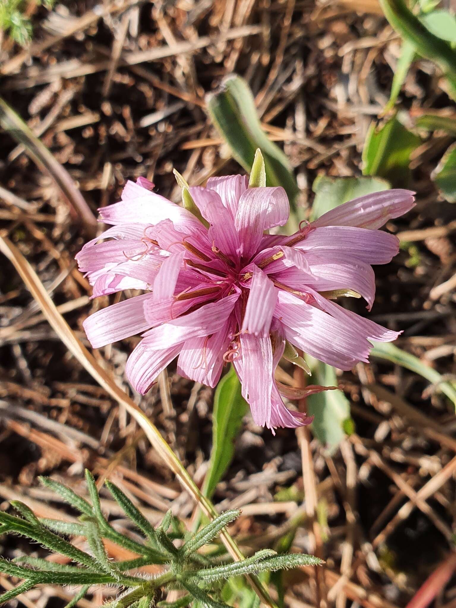 Pseudopodospermum undulatum (Vahl) Zaika, Sukhor. & N. Kilian resmi