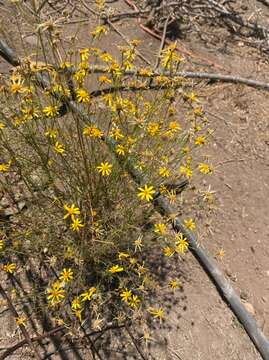 Image of Adenophyllum anomalum (Canby & Rose) J. L. Strother