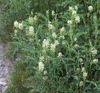 Image of American licorice