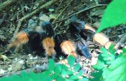 Image of Mexican redleg tarantula