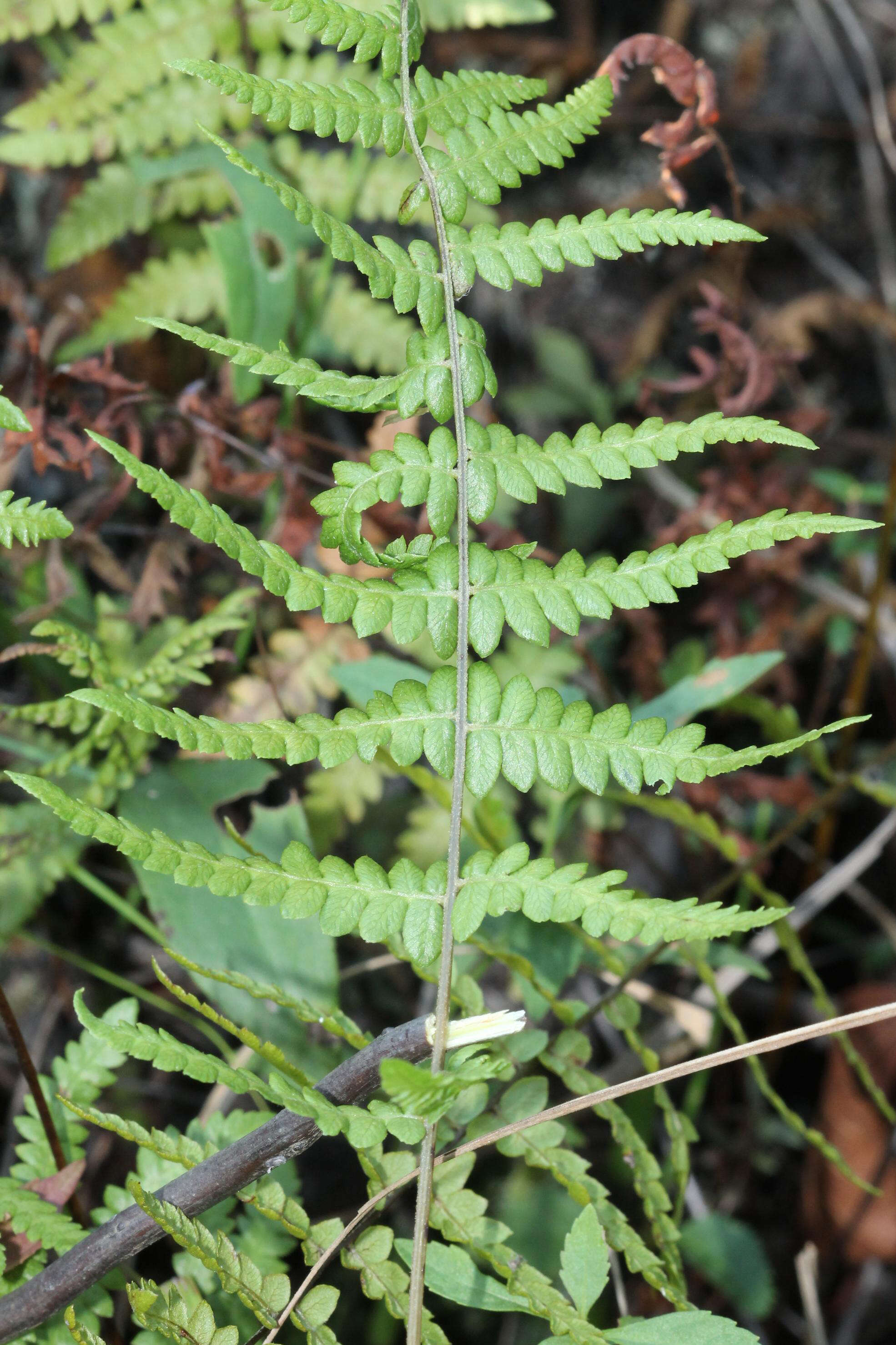 Image of Marsh Fern