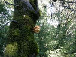 Image of Laetiporus gilbertsonii Burds. 2001