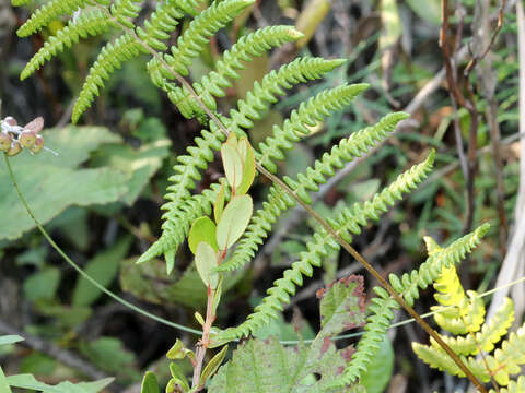 Image of Marsh Fern