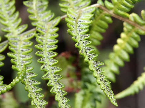 Image of Marsh Fern