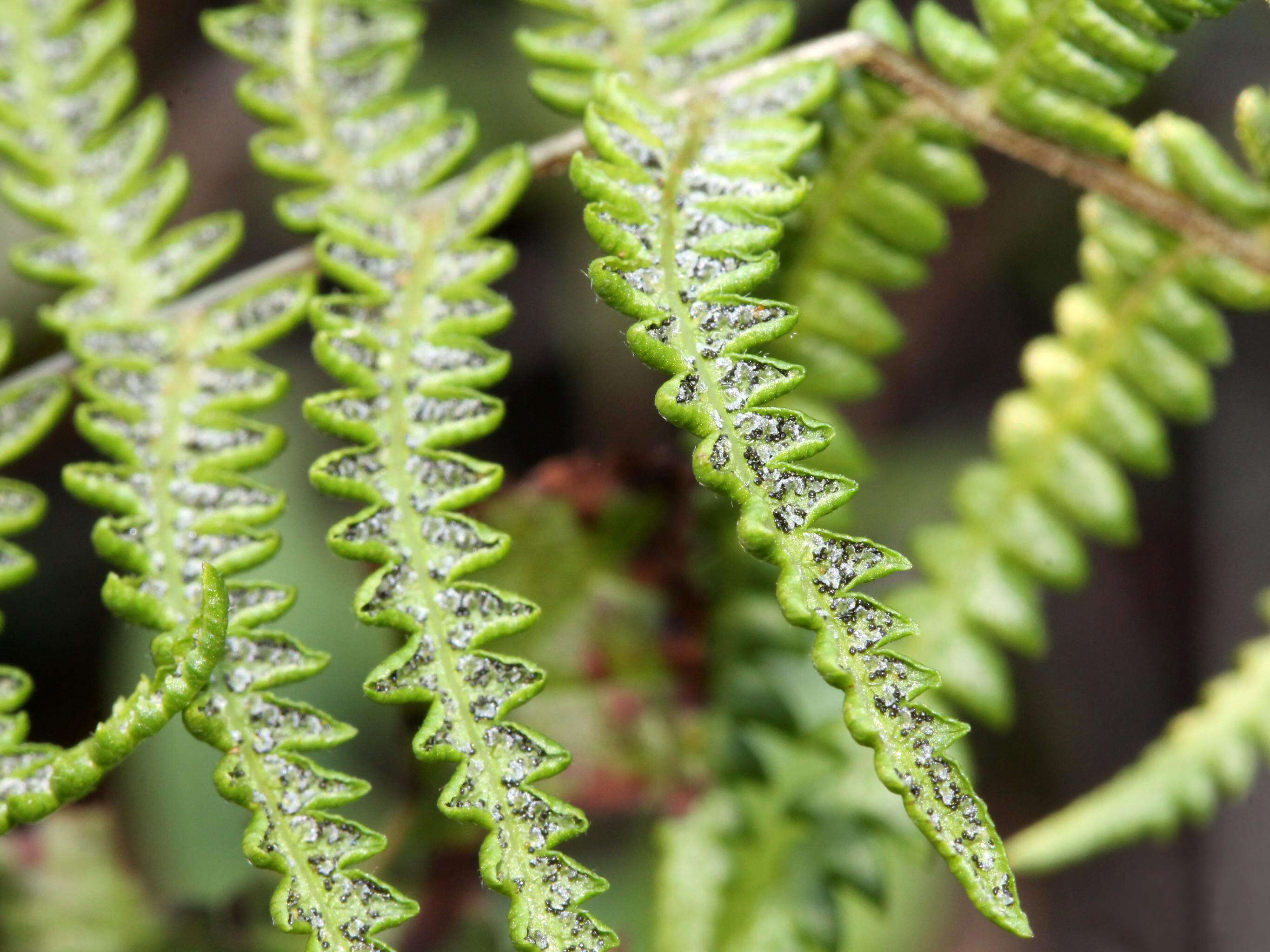 Image of Marsh Fern