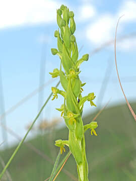 Image of Habenaria pseudociliosa Schelpe ex J. C. Manning