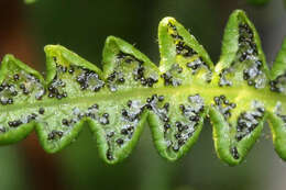 Image of Marsh Fern