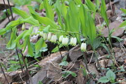 Слика од Polygonatum glaberrimum K. Koch