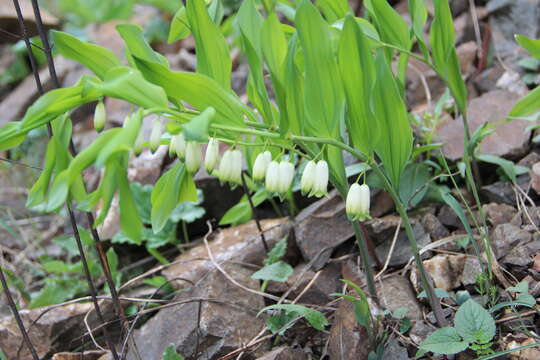 Image of Polygonatum glaberrimum K. Koch