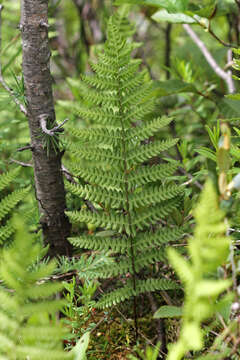 Image of Marsh Fern