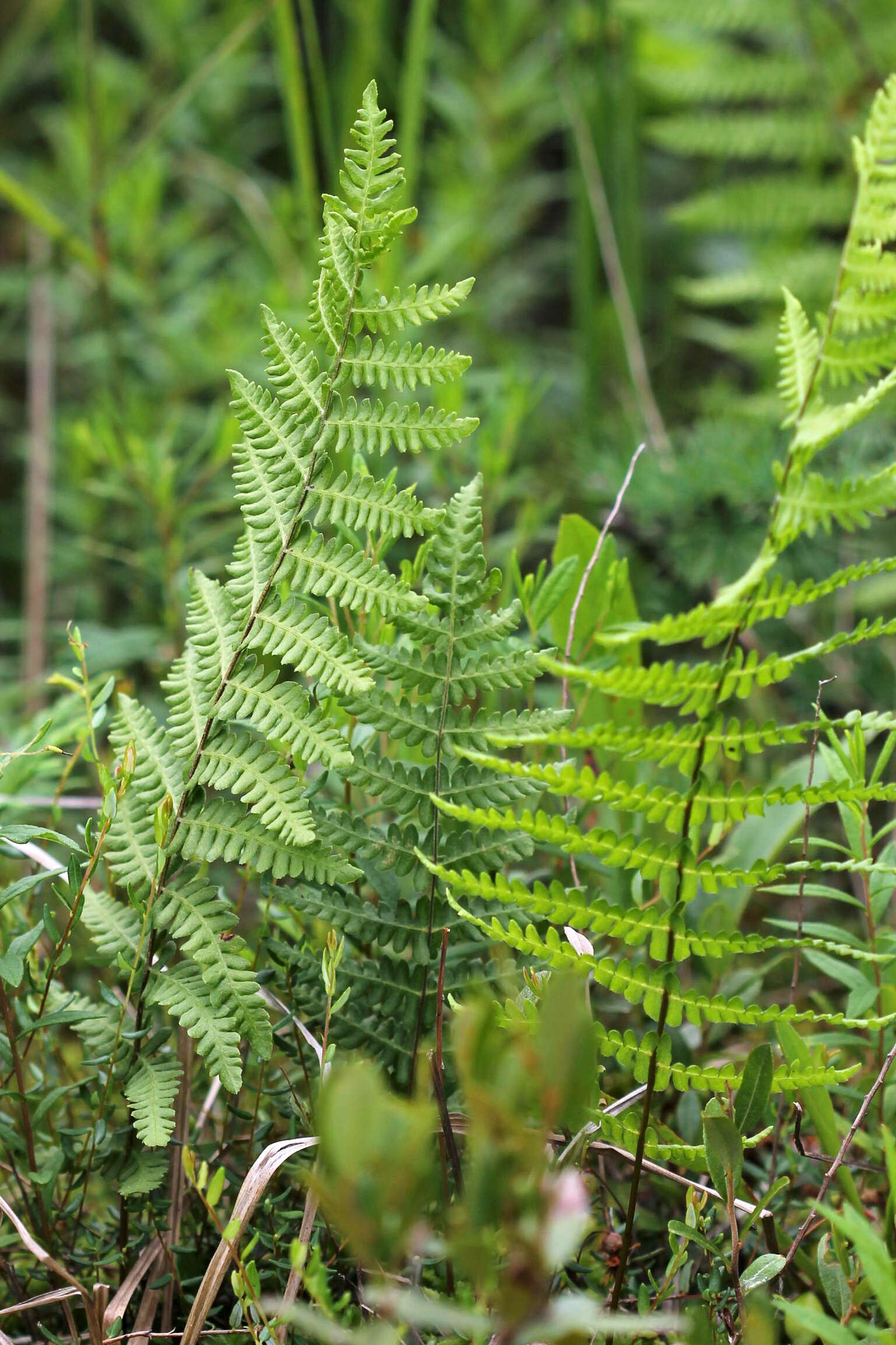 Image of Marsh Fern