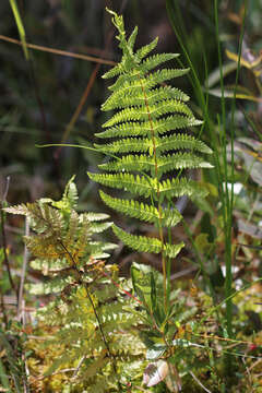 Image of Marsh Fern