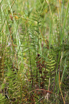 Image of Marsh Fern