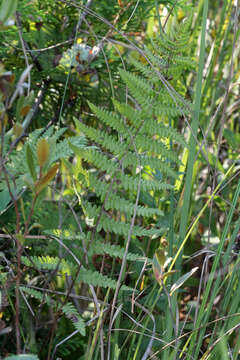 Image of Marsh Fern